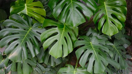 Closeup of tropical Swiss cheese plant or split-leaf philodendron (Monstera deliciosa Liebm) © Shuran/Wirestock Creators
