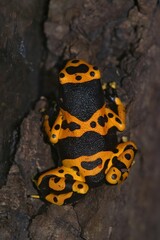 Closeup on a colorful yellow banded posion dart frog, Dendrobates leucomelas