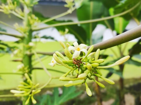 Beautiful Papaya flowers and buds. Papaya flower or pawpaw flower are booming