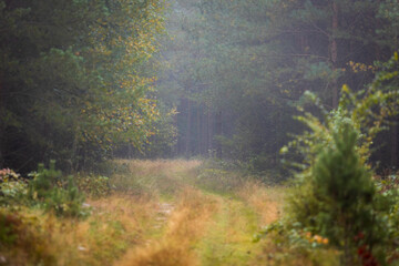A beautiful natural forest in the Knyszyn Forest