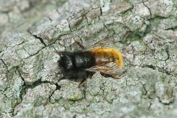 Closeup on a hairy female European orchard horned mason bee, Osmia cornuta sitting on wood