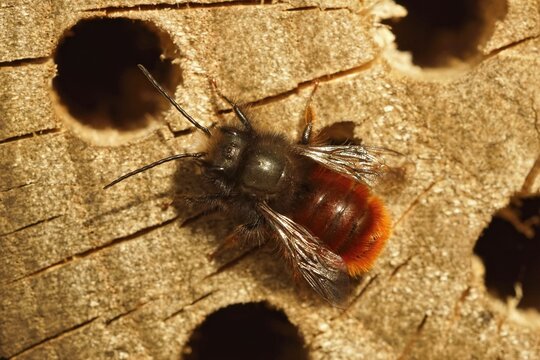 Closeup on a hairy male European orchard horned mason bee, Osmia cornuta sitting on wood