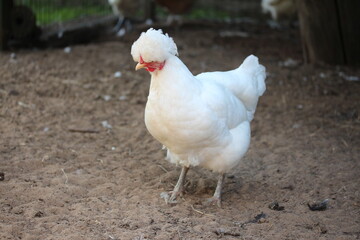 White crested chicken. Farm bird countryside.

