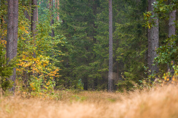 A beautiful natural forest in the Knyszyn Forest