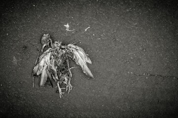 Grayscale shot of a dead bird on the ground