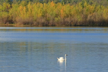 Fall landscape on the lake, mute swan swimming in the water