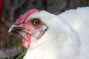 Two colors eye. Chicken portrait.
