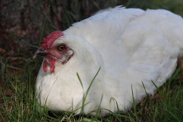 White hen laying egg. Poultry yard on the village.