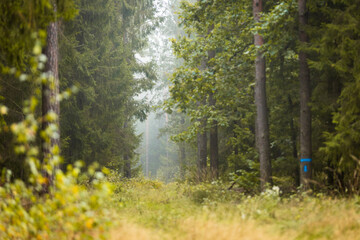 A beautiful natural forest in the Knyszyn Forest