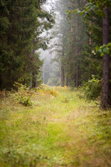A beautiful natural forest in the Knyszyn Forest