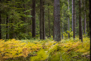 A beautiful natural forest in the Knyszyn Forest