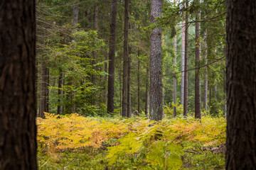 A beautiful natural forest in the Knyszyn Forest