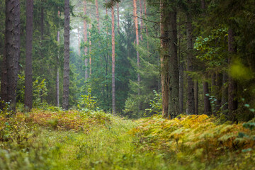 A beautiful natural forest in the Knyszyn Forest