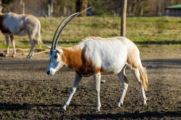 Scimitar oryx (Oryx dammah), also known as the scimitar-horned oryx