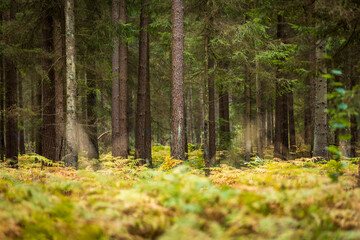 Obraz premium A beautiful natural forest in the Knyszyn Forest