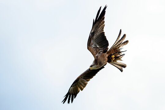 Closeup undershoot of a flying eagle with the blue and cloudy  sky in the background