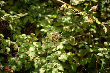 European Spider, Araneus Diadematus, Cross Spider, Crowned Weaver on Its Web closeup