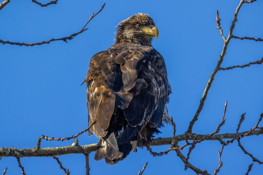 Eastern imperial eagle (Aquila heliaca) perched on the branch