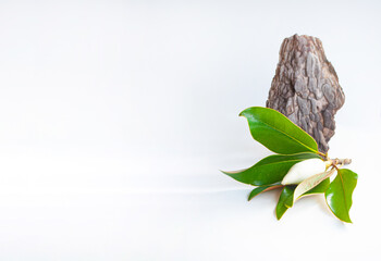 Abstract natural scene with composition of dry tree bark and magnolia flower. Neutral background...
