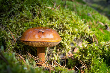 beautiful brown mushroom in Latvian forest on moss background