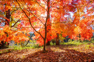 Obraz premium 月の石もみじ公園の紅葉