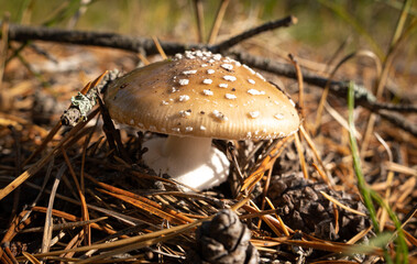 brown beautiful mushroom on a brown background in the forest
