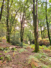 Fototapete bei efototapeten.de bestellen   