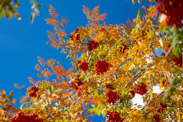 Naklejka na ściany i meble A branch of red mountain ash with clusters of berries on a background of yellow leaves. Close-up nature details. Sunny weather of the autumn season. Warm autumn calm landscape.
