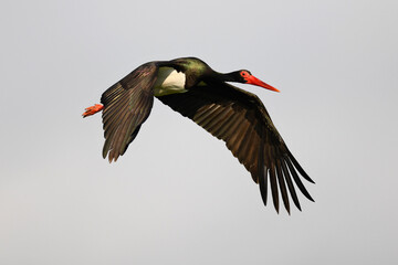 Obraz premium fliegender Schwarzstorch // flying Black Stork (Ciconia nigra)