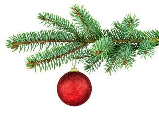 Green spruce tree and red shiny toy. Isolated branch and holiday decor on white background. Merry...
