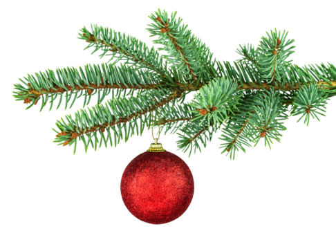 Green spruce tree and red shiny toy. Isolated branch and holiday decor on white background. Merry Christmas. Happy New Year