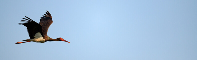 fliegender Schwarzstorch // flying Black Stork (Ciconia nigra)