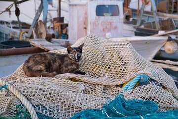 cat in the port of Manfredonia