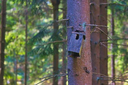 Wooden handmade bird house on the tree, in the forest, close-up