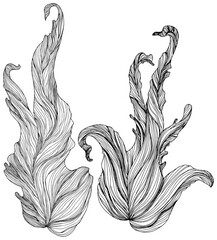 Illustration of leaves . Abstract png composition.