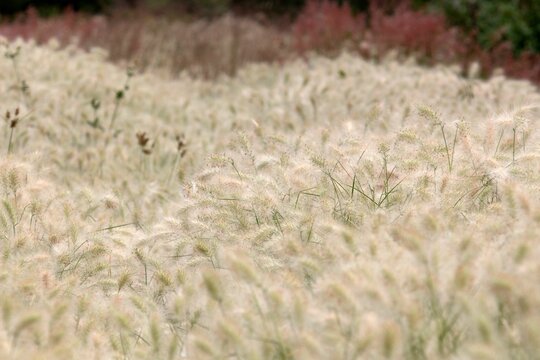 Beautiful field of blooming silver feather grass