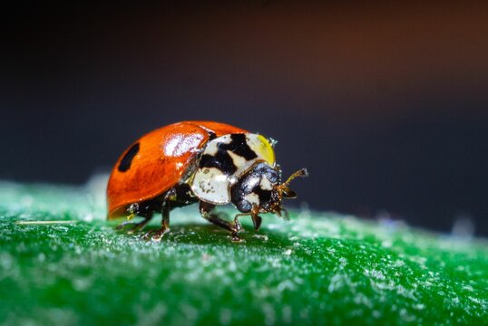 Ladybug Beetle, Coccinellidae