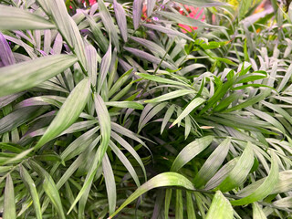 Obraz premium Chamedorea leaves. green leafy background