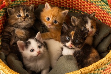Closeup shot of a litter of cute five kittens laying on a blanket in colorful wicker basket - obrazy, fototapety, plakaty