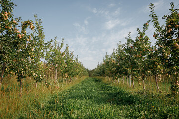 Many colorful ripe juicy apples on a branch in the garden ready for harvest in autumn. Apple orchard