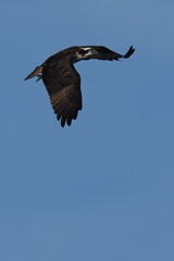 osprey in hunting a fish