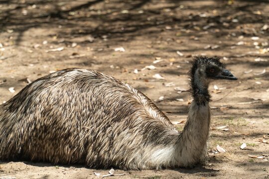 Closeup of a Kangaroo Island emu or dwarf emu (Dromaius novaehollandiae baudinianus) on the sand