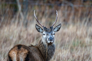 Young red deer stag (Cervus cervus) with a brown forest background