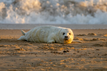 Grey seal pup (Halichoerus grypus) on a beach with surf in the background in golden light
