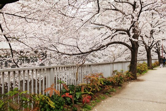 Beautiful shot of blooming cherry blossom trees with flowering branches in a park