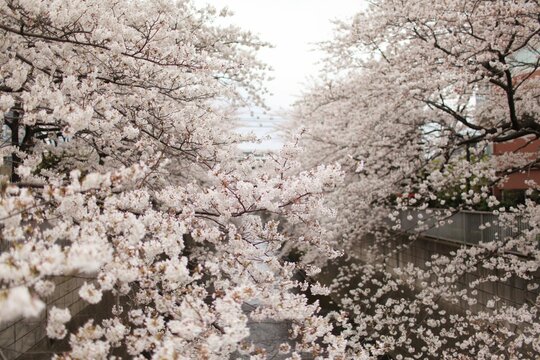 Beautiful shot of blooming cherry blossom trees with flowering branches in a park