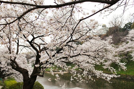 Beautiful shot of blooming cherry blossom trees with flowering branches in a park