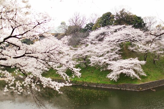 Beautiful shot of blooming cherry blossom trees with flowering branches in a park