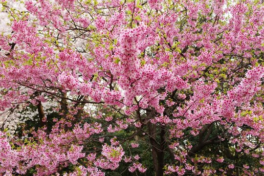 Beautiful shot of blooming cherry blossom trees with flowering branches in a park