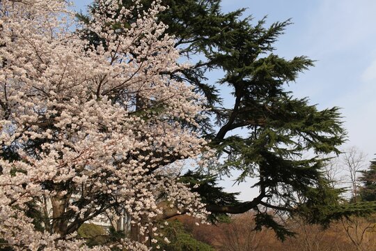 Beautiful shot of blooming cherry blossom trees with flowering branches in a park